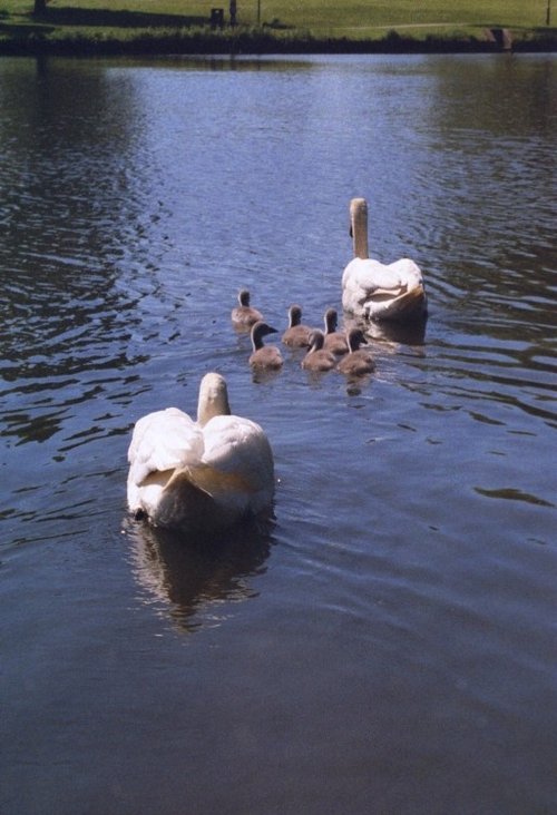 This year's brood. Hemlington Lake, on the southern outskirts of Middlesbrough