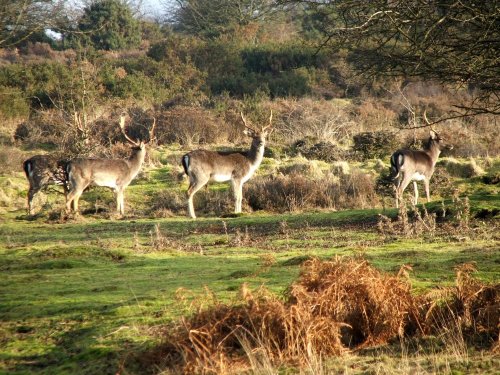 Fallow Deer, on Cannock Chase. Staffordshire