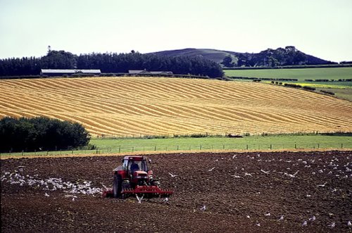 Seagulls follow the plough near Powburn, Northumberland