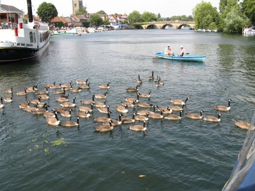 Henley on Thames