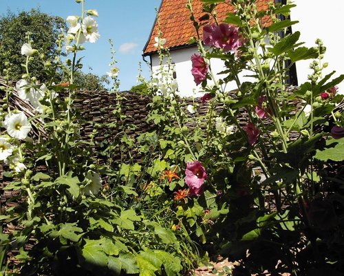 An English Country Garden. Debenham, Suffolk.