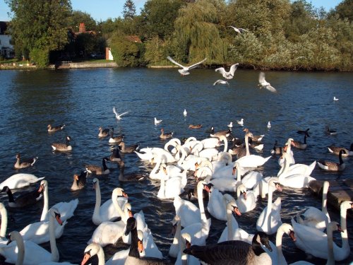 River Thames at Caversham, Berkshire