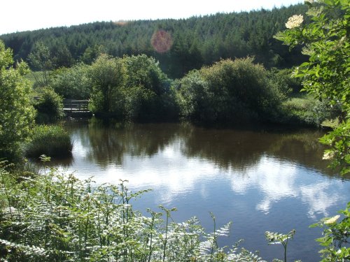 The Duck ponds at Petersfield, Wooler