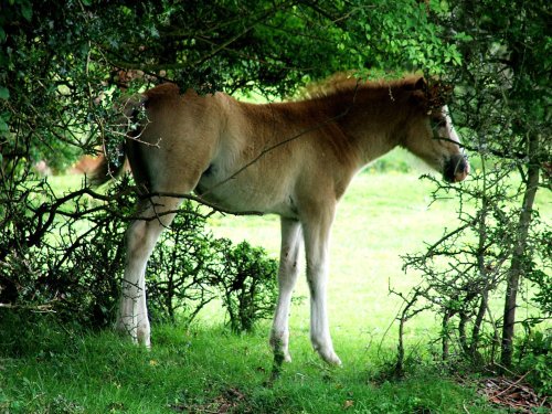 Enjoying the shade. - New Forest