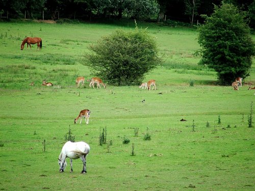 Deer and ponies grazing happily in The New Forest, Hampshire