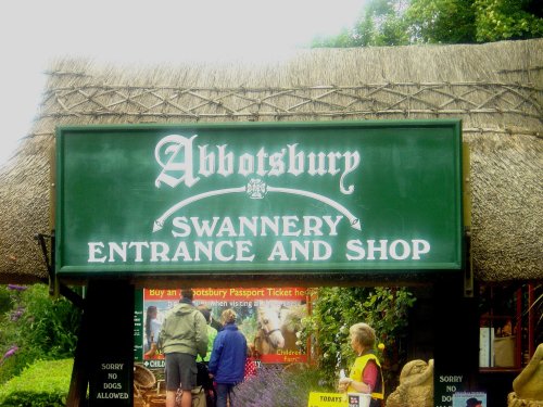 Abbotsbury Swannery, Dorset