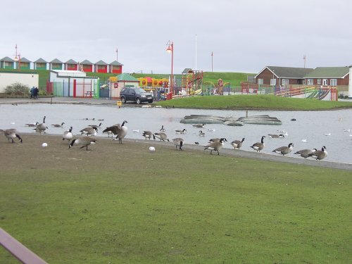 A taste of Canada, Queens Park, near Sutton on Sea, Lincolnshire.