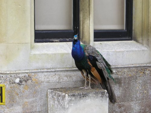 Audley End, Saffron Walden, Essex