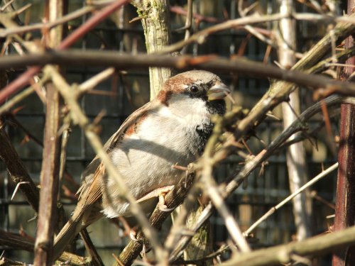 Wildlife in England - A Sparrow taken in Kent