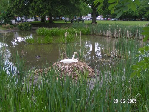 Swan's Nest at Harefield, Greater London.