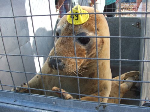 A rescued seal being released fit and healthy at Port Gaverne, Cornwall