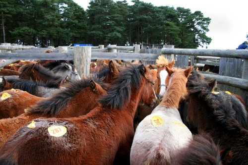 Beaulieu Road Pony Sales, New Forest, Hampshire