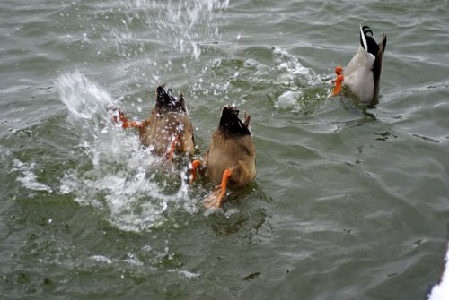 A picture of Talkin Tarn Country Park