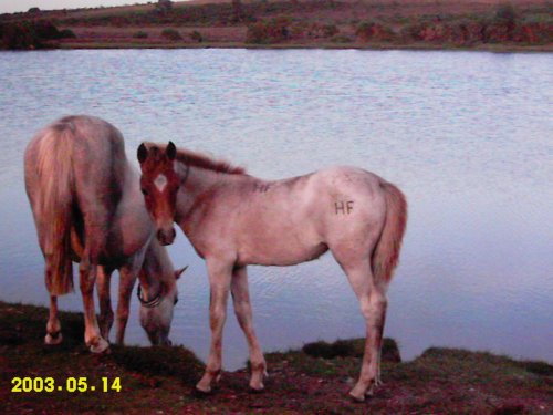 The New Forest