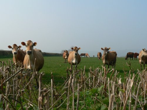 cows being nosey, on the somerset/devon border