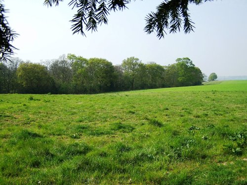 Mill Grove Wood, Bradfield, Essex. 16th April 2007