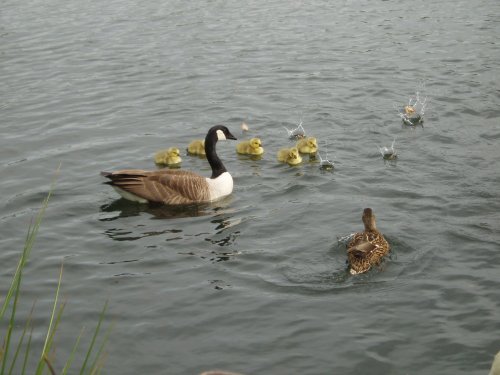 Watermead Country Park