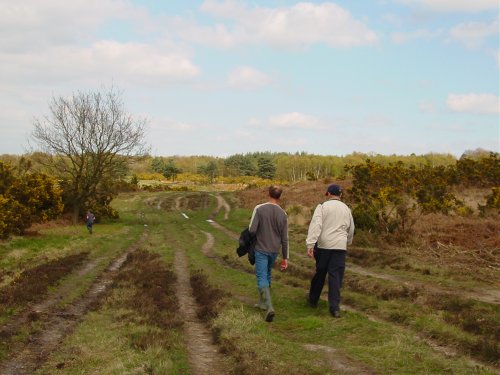 A walk through Ashdown Forest, East Sussex