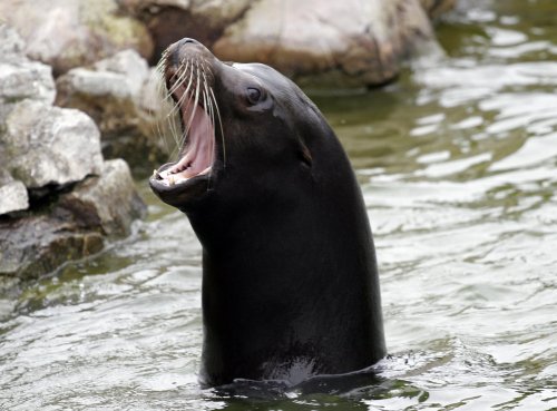 Chester Zoo