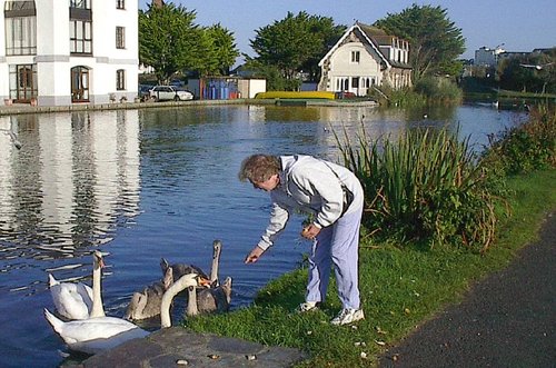 Swans on Bude canal, Cornwall