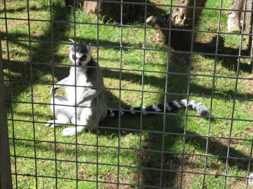 Newquay Zoo