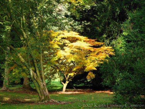 Autumn at Westonbirt Arboretum, Gloucestershire