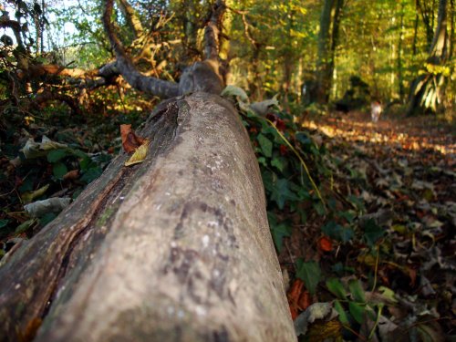 Chartam Woods, Canterbury, Kent