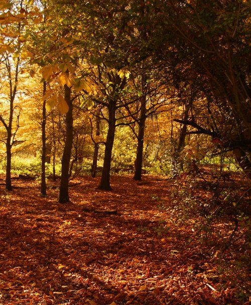 Autumn in the woods at Kingsbury Water Park, Warwickshire