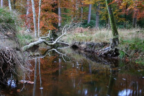 The New Forest