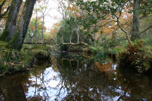 The New Forest