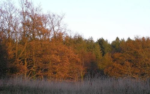 Autumn Shades, Wool in Dorset