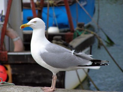 Herring Gull at West Bay, Dorset