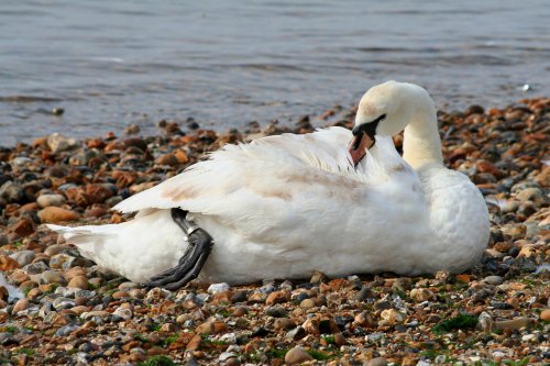 Swan at Mudeford, Dorset