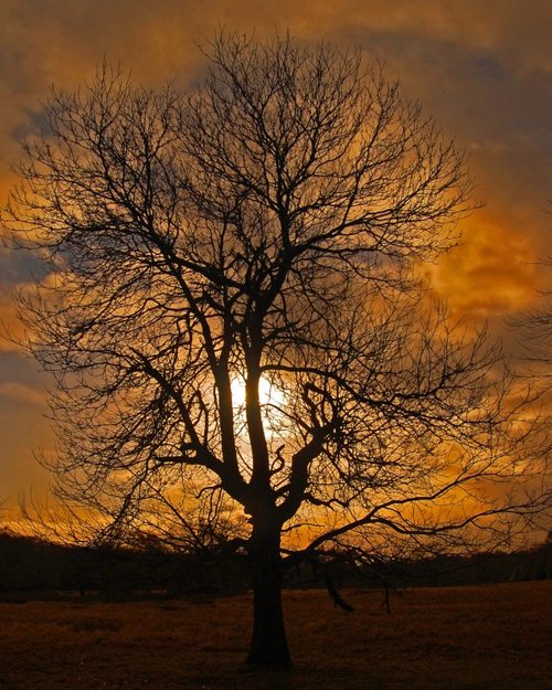 Solitary tree