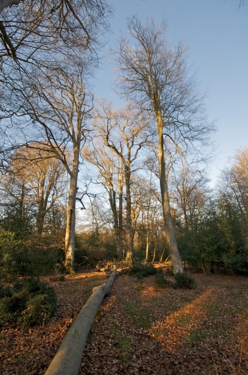 The New Forest, Hampshire