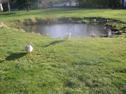 Scotson fold duck pond, Radcliffe, Greater Manchester