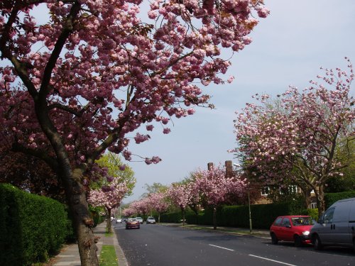 Spring in London