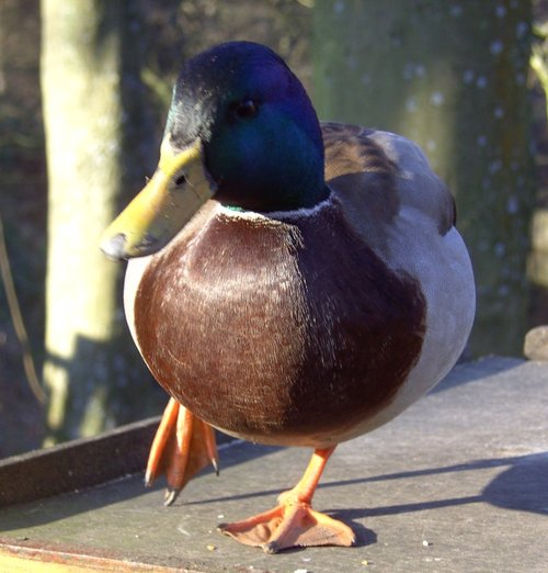 Wildlife, Derwent Reservoir, Castleton, Derbyshire