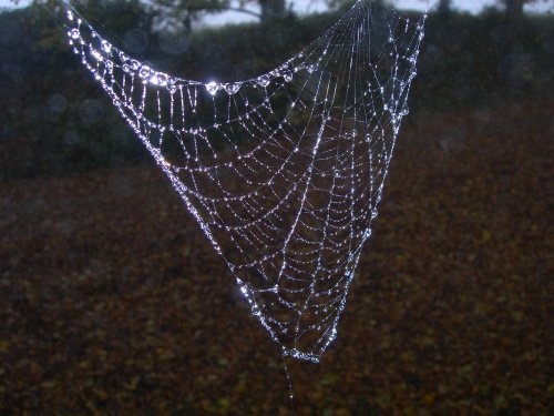 Broken web, Wheatley, Oxfordshire