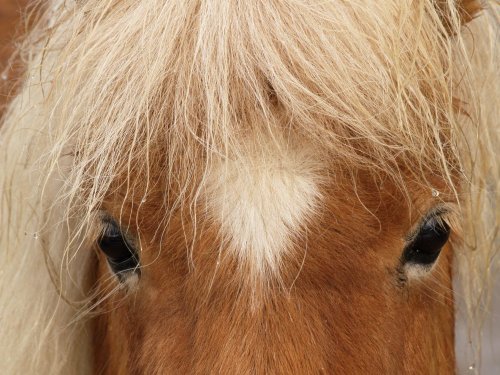 Miniature pony, Wheatley, Oxon.