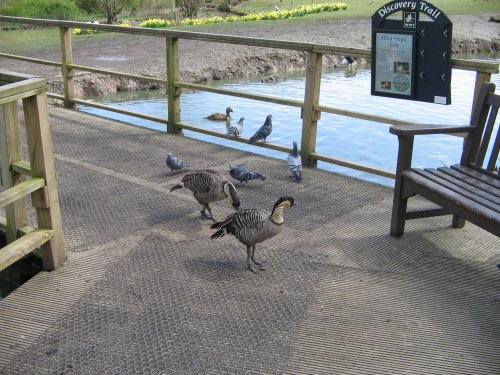 Washington Wetlands Centre