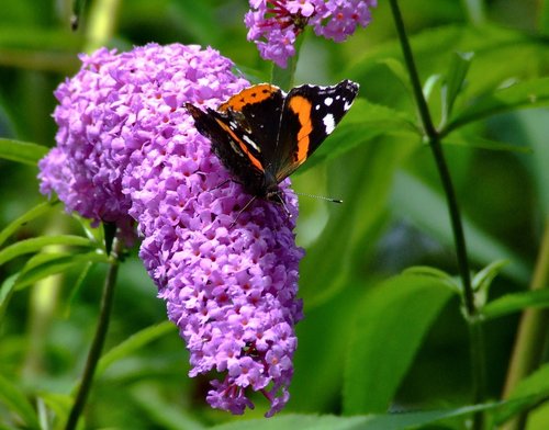 Leighton Moss R.S.P.B. Nature Reserve