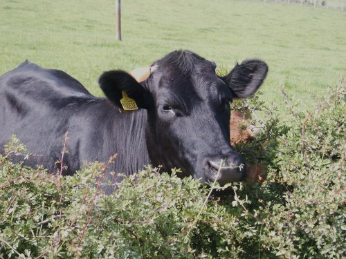 A Northern friend.    Bishops Thornton.     nr.Ripley