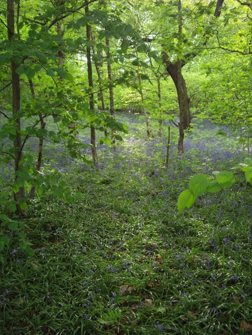 Saltwells bluebell woods