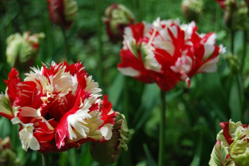 Flower Close-up