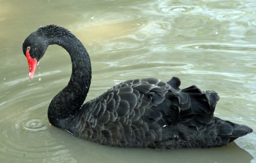 Black Swan