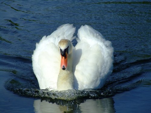 Mute swan