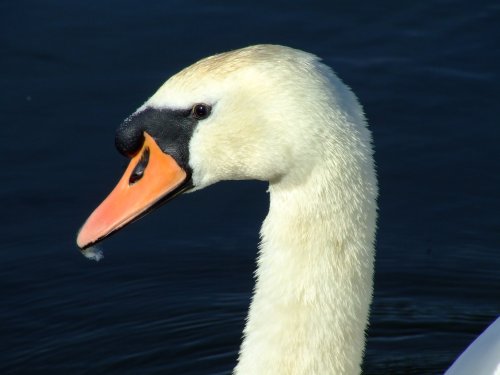 Mute swan