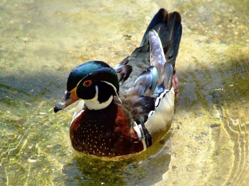 Wood duck