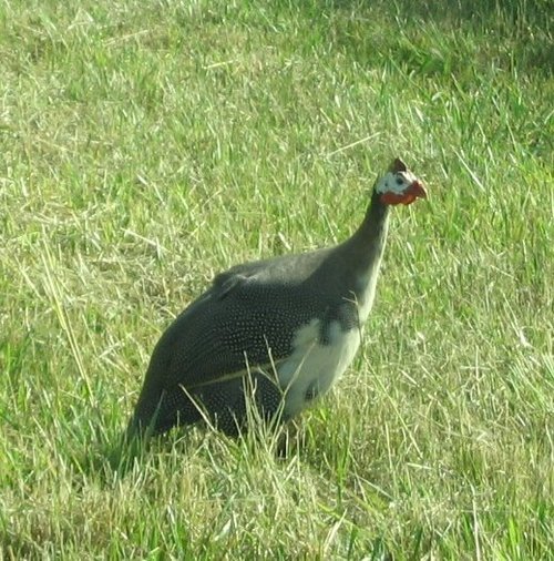 What bird is this.